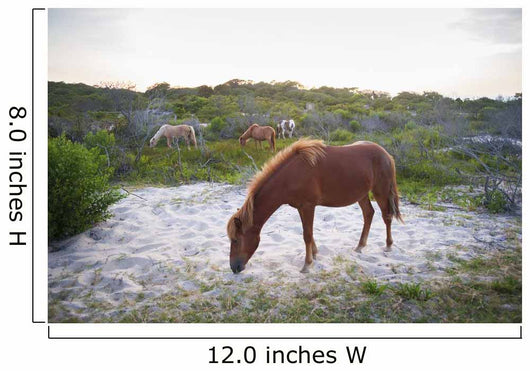 Horses Grazing Assateague Island Wall Decal