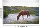 Horses Grazing Assateague Island Wall Decal