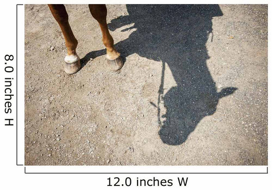 Horse Legs and Shadow Wall Decal