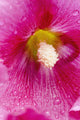 Up Hollyhocks Wall Decal