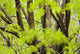 Leaves Maple Tree Blurred Wall Decal