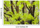 Leaves Maple Tree Blurred Wall Decal