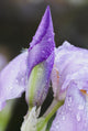 Up Iris Wall Decal