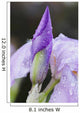 Up Iris Wall Decal