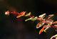 Up Berberis Wall Decal Design 2