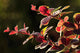 Up Berberis Wall Decal Design 1