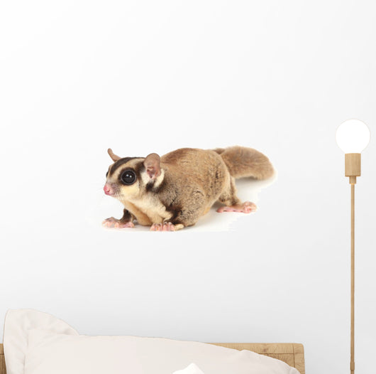 Sugar Glider Wall Decal