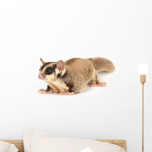 Sugar Glider Wall Decal