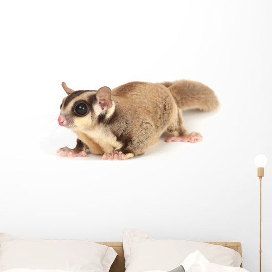 Sugar Glider Wall Decal