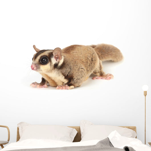 Sugar Glider Wall Decal