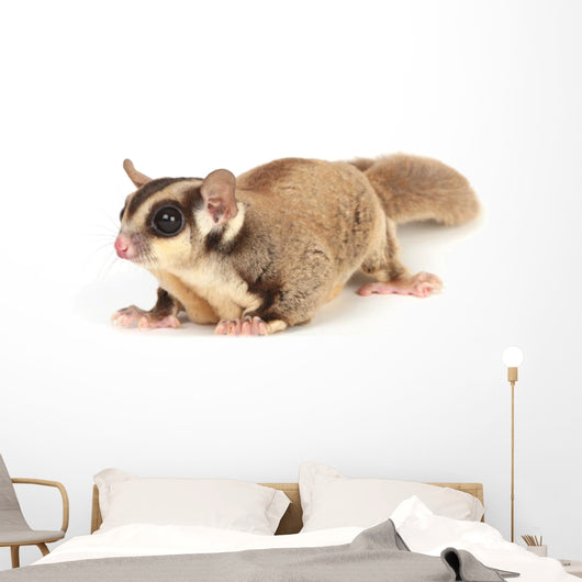 Sugar Glider Wall Decal