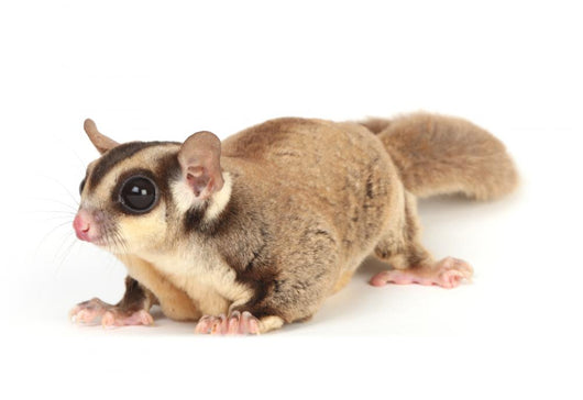 Sugar Glider Wall Decal