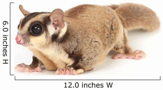 Sugar Glider Wall Decal
