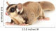 Sugar Glider Wall Decal