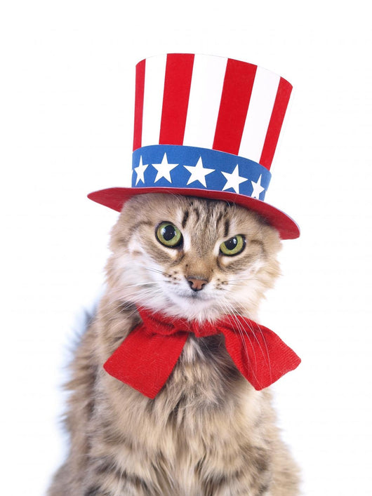 Cute patriotic cat Wall Decal