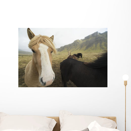 Icelandic Horses Wall Decal