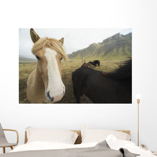 Icelandic Horses Wall Decal