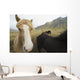 Icelandic Horses Wall Decal