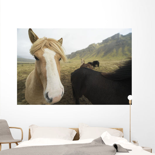 Icelandic Horses Wall Decal
