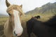 Icelandic Horses Wall Decal