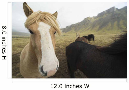 Icelandic Horses Wall Decal