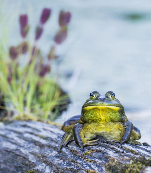 Bull Frog Resting Log Wall Decal