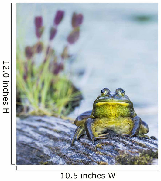 Bull Frog Resting Log Wall Decal