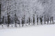 Snow Covered Trees along Wall Decal