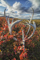 Caribou Antlers Wall Decal