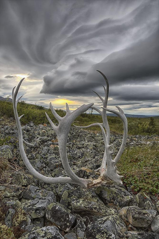 Lenticular clouds, Crow Mountain, caribou antlers Wall Mural