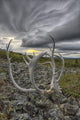 Lenticular clouds, Crow Mountain, caribou antlers Wall Mural