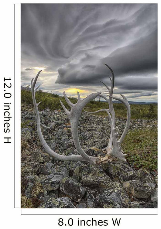 Lenticular clouds, Crow Mountain, caribou antlers Wall Mural