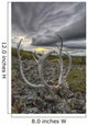 Lenticular clouds, Crow Mountain, caribou antlers Wall Mural