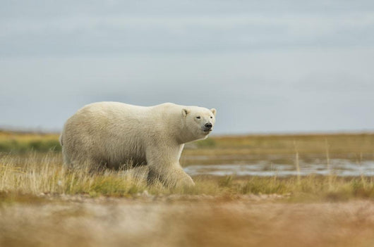 Polar Bear Walking along Wall Decal