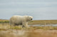 Polar Bear Walking along Wall Decal