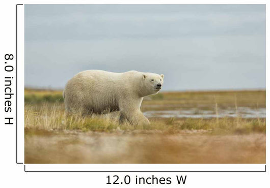 Polar Bear Walking along Wall Decal