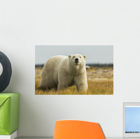 Polar Bear Walking Coast Wall Decal