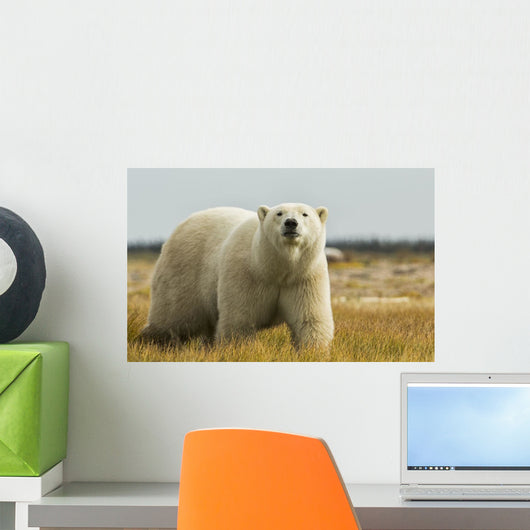 Polar Bear Walking Coast Wall Decal