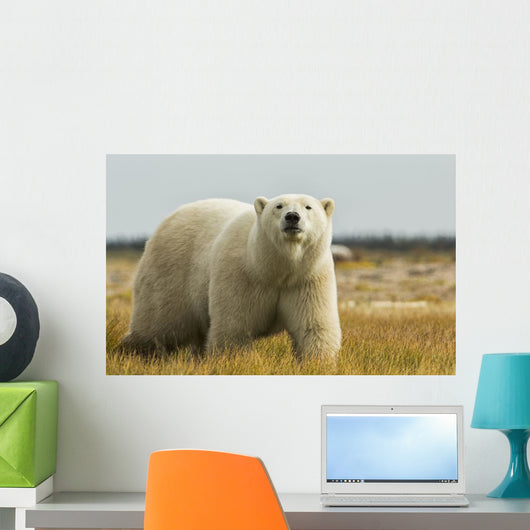 Polar Bear Walking Coast Wall Decal