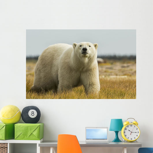 Polar Bear Walking Coast Wall Decal