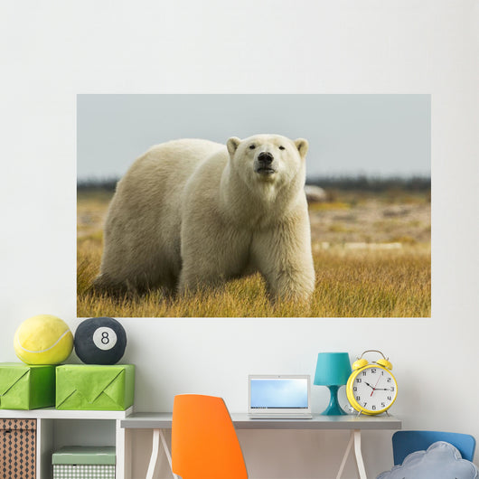Polar Bear Walking Coast Wall Decal