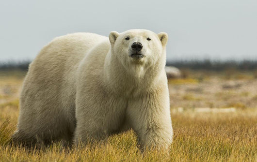 Polar Bear Walking Coast Wall Decal
