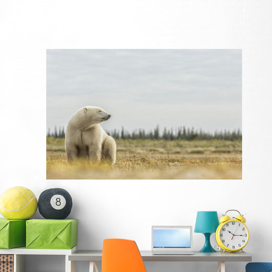Polar Bear Sitting Coast Wall Decal