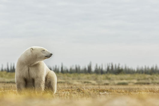Polar Bear Sitting Coast Wall Decal