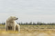Polar Bear Sitting Coast Wall Decal