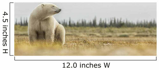 Polar Bear Sitting Coast Wall Decal