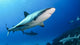 Shark Bahamas Wall Decal