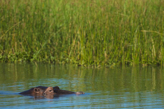 Hippo Peeking out from Wall Decal
