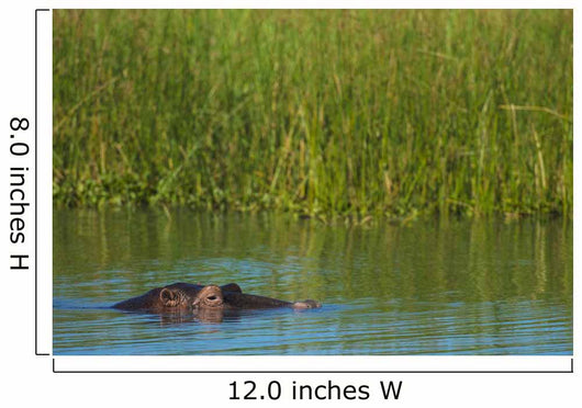 Hippo Peeking out from Wall Decal
