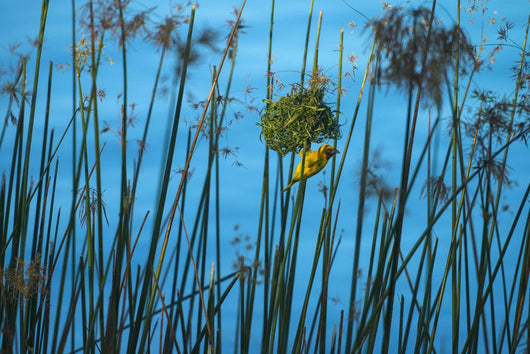 Masked Weaver Hanging Wall Decal